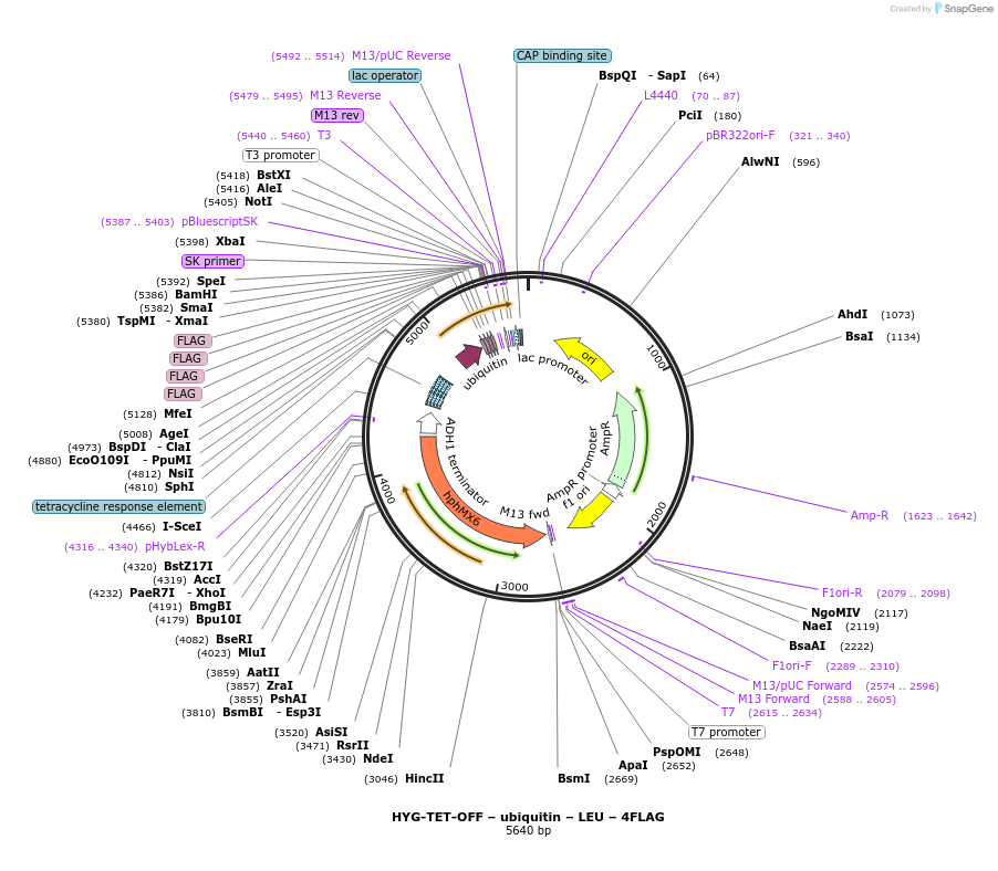 193315-plasmid-map-sequence-id-382367