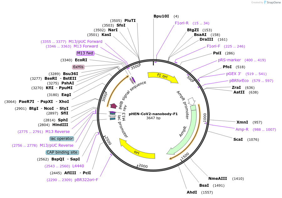 194592-plasmid-map-sequence-id-382369