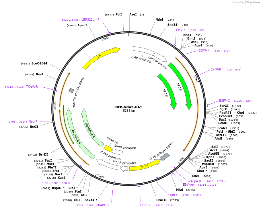 192259-plasmid-map-sequence-id-382375