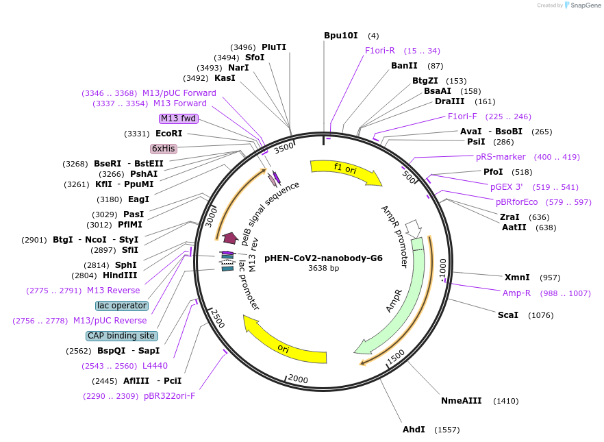 194589-plasmid-map-sequence-id-382376
