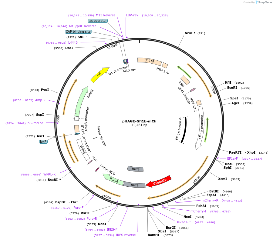 193065-plasmid-map-sequence-id-382379