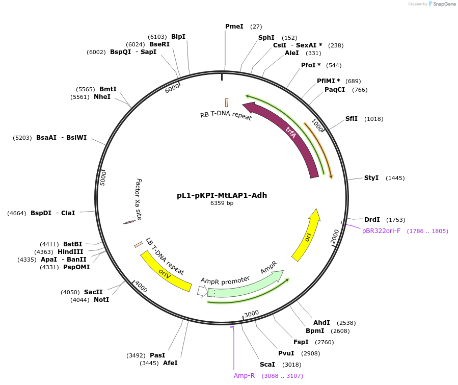 193520-plasmid-map-sequence-id-382385