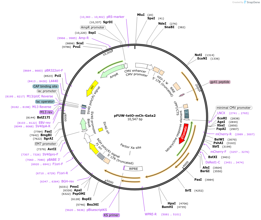 193061-plasmid-map-sequence-id-382397