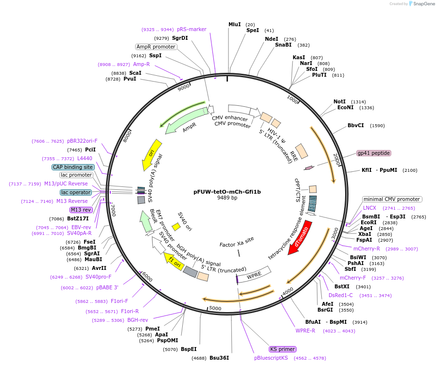 193062-plasmid-map-sequence-id-382398