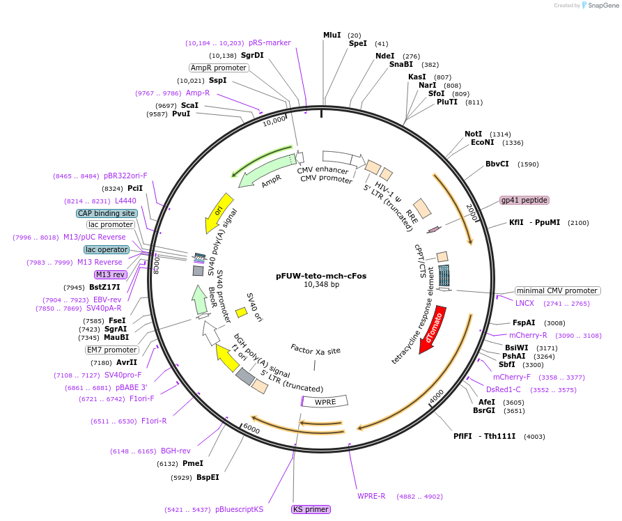 193063-plasmid-map-sequence-id-382402
