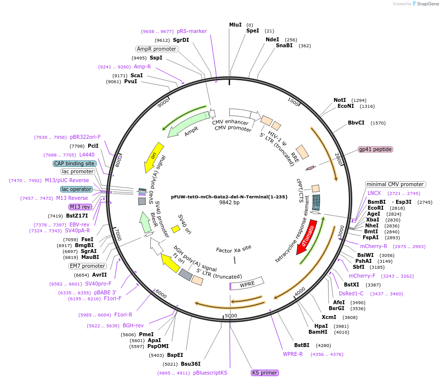 193067-plasmid-map-sequence-id-382422