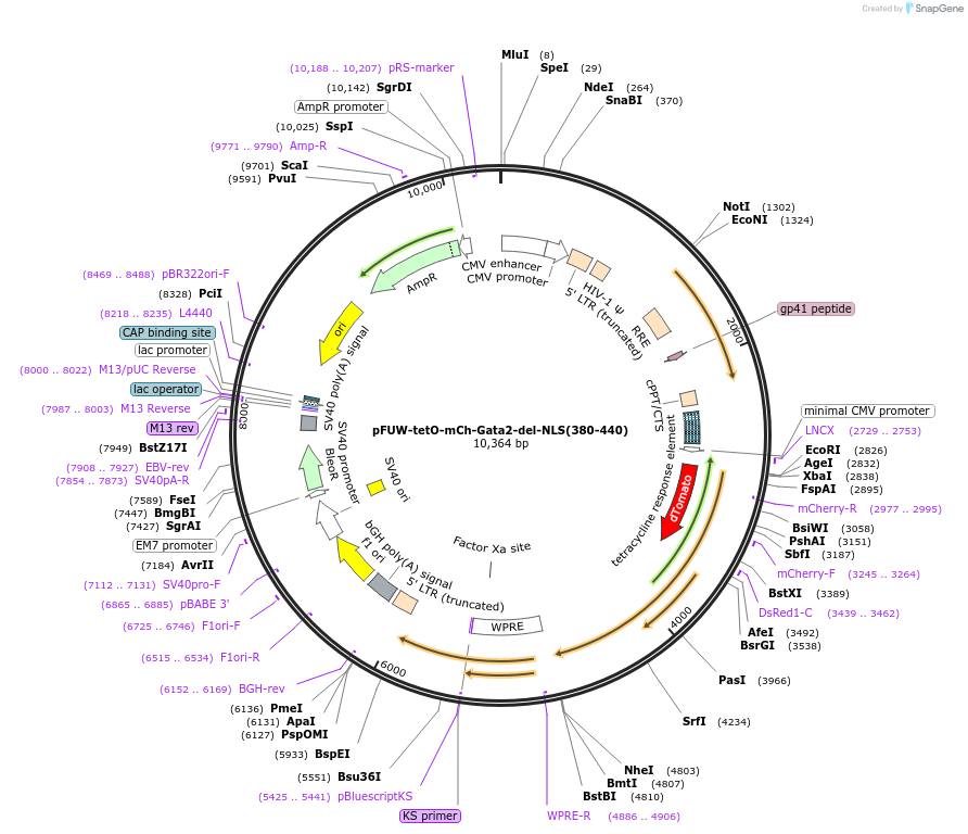 193070-plasmid-map-sequence-id-382426
