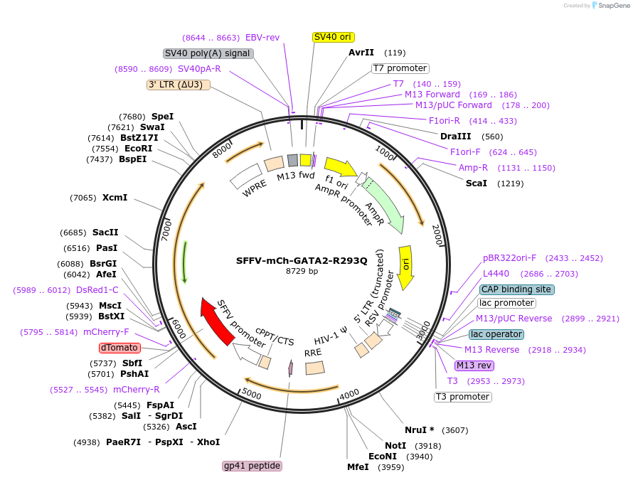 193072-plasmid-map-sequence-id-382428
