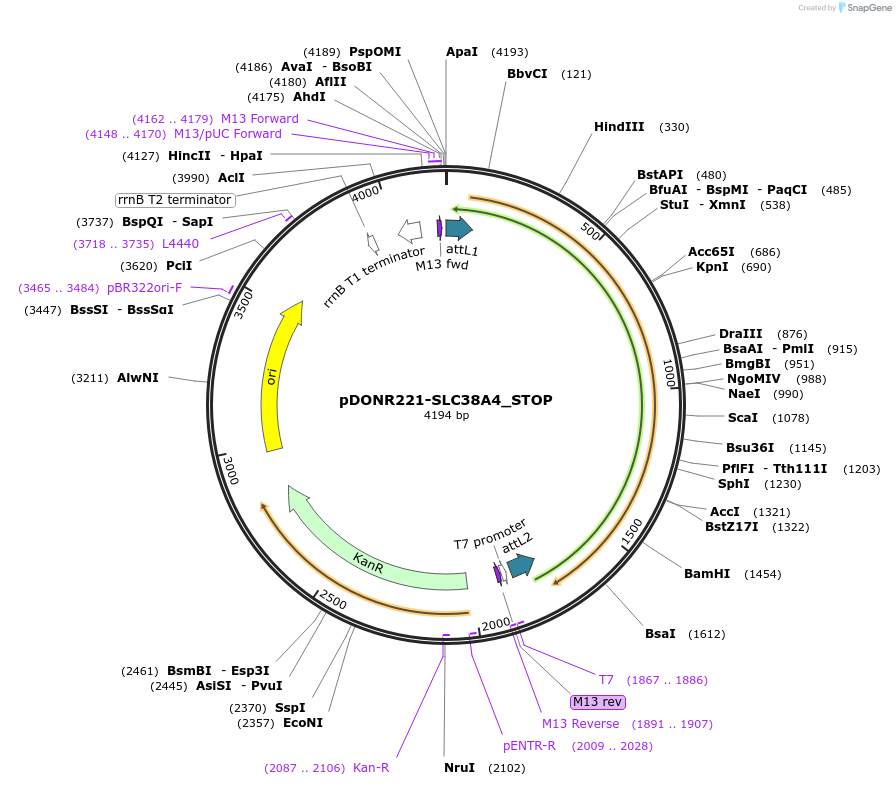 161296-plasmid-map-sequence-id-382439