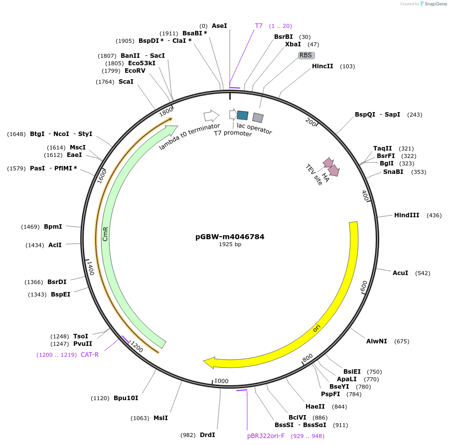 145704-plasmid-map-sequence-id-382442
