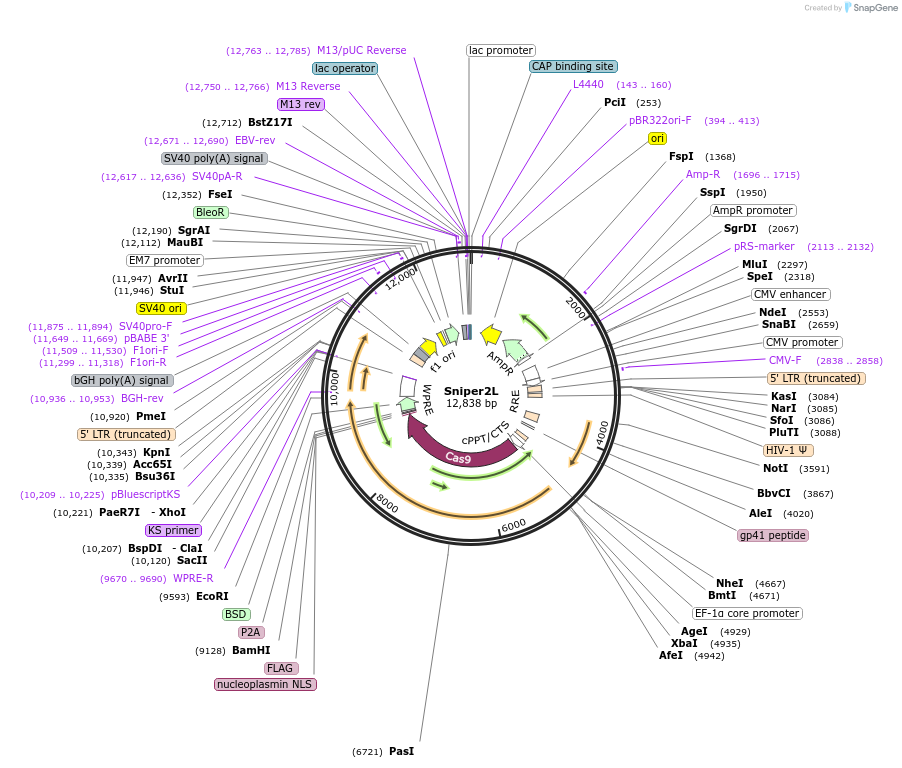 193856-plasmid-map-sequence-id-382455