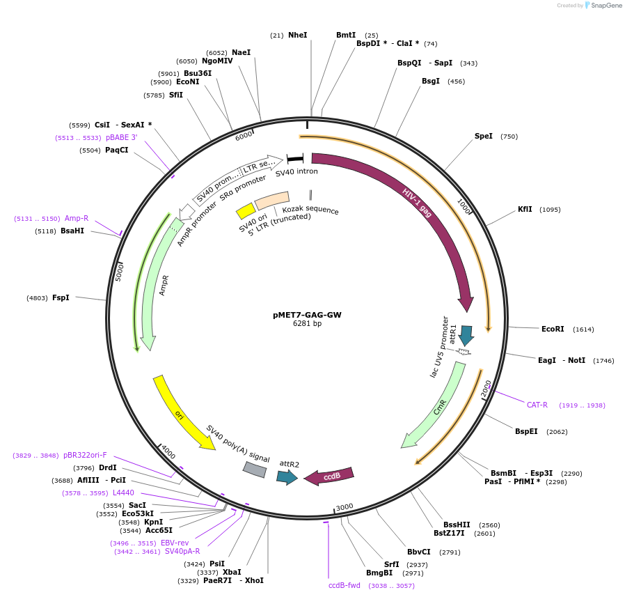 194634-plasmid-map-sequence-id-382461