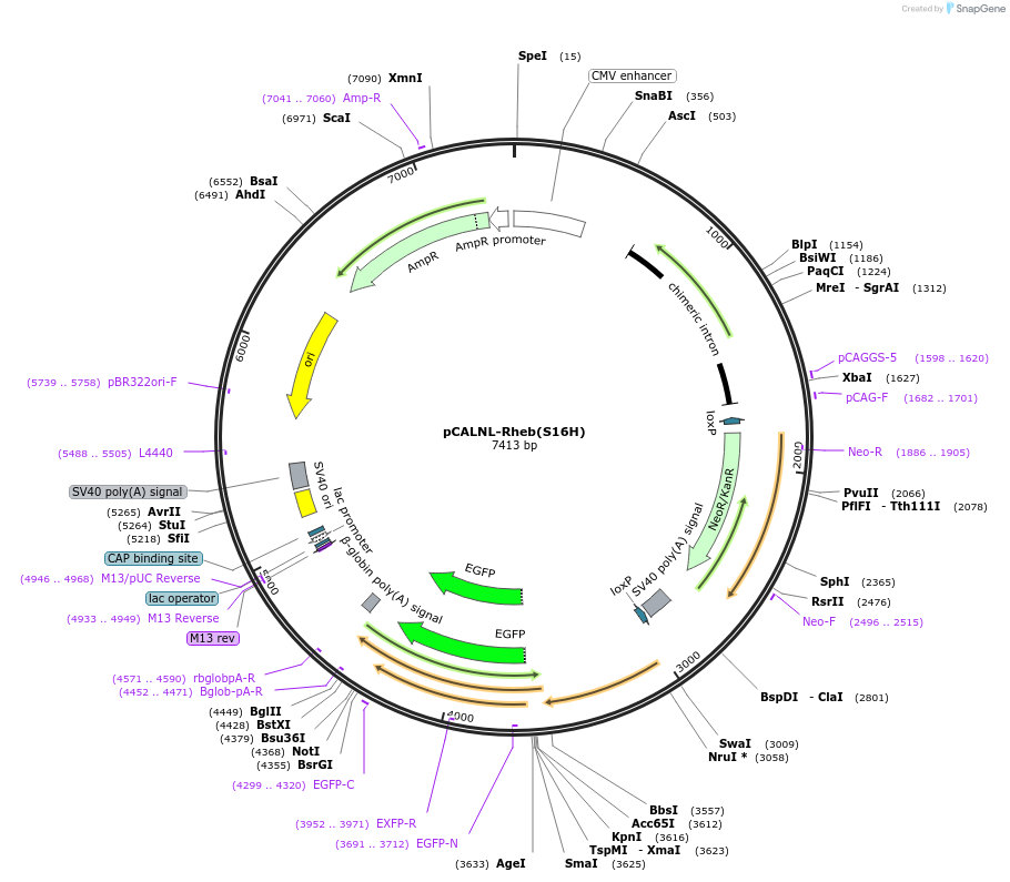 194204-plasmid-map-sequence-id-382462