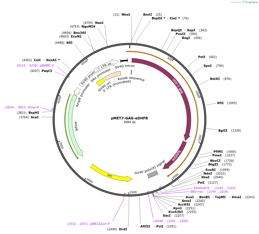 194635-plasmid-map-sequence-id-382463