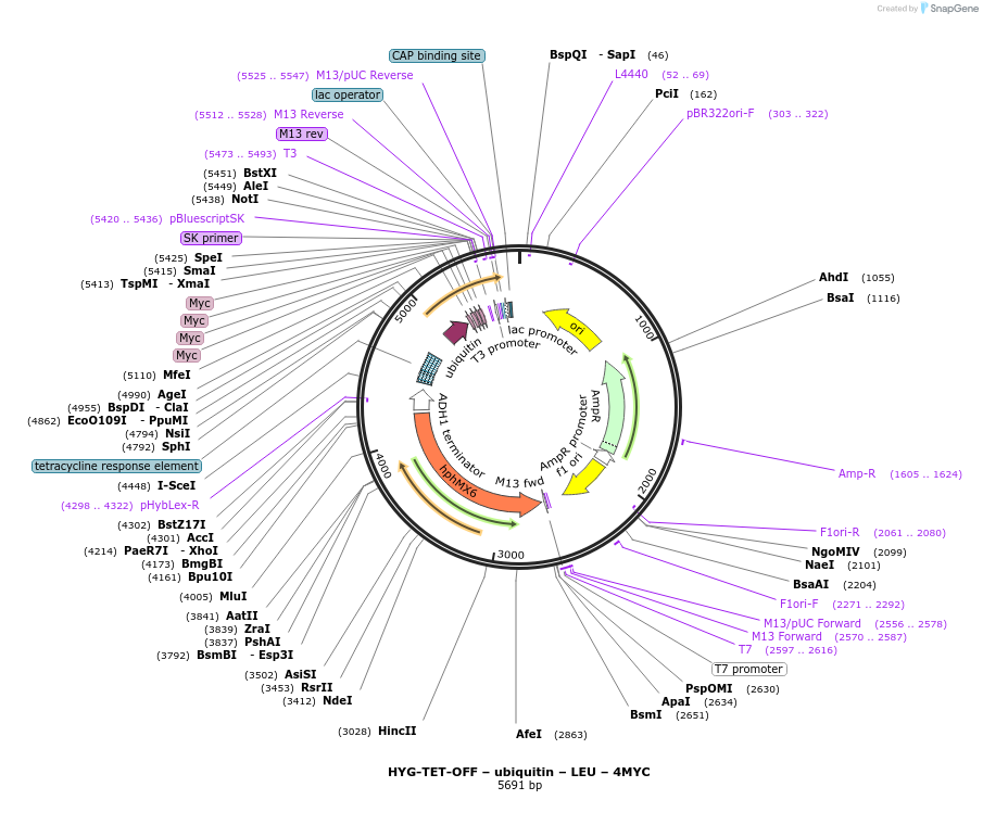 193316-plasmid-map-sequence-id-382501