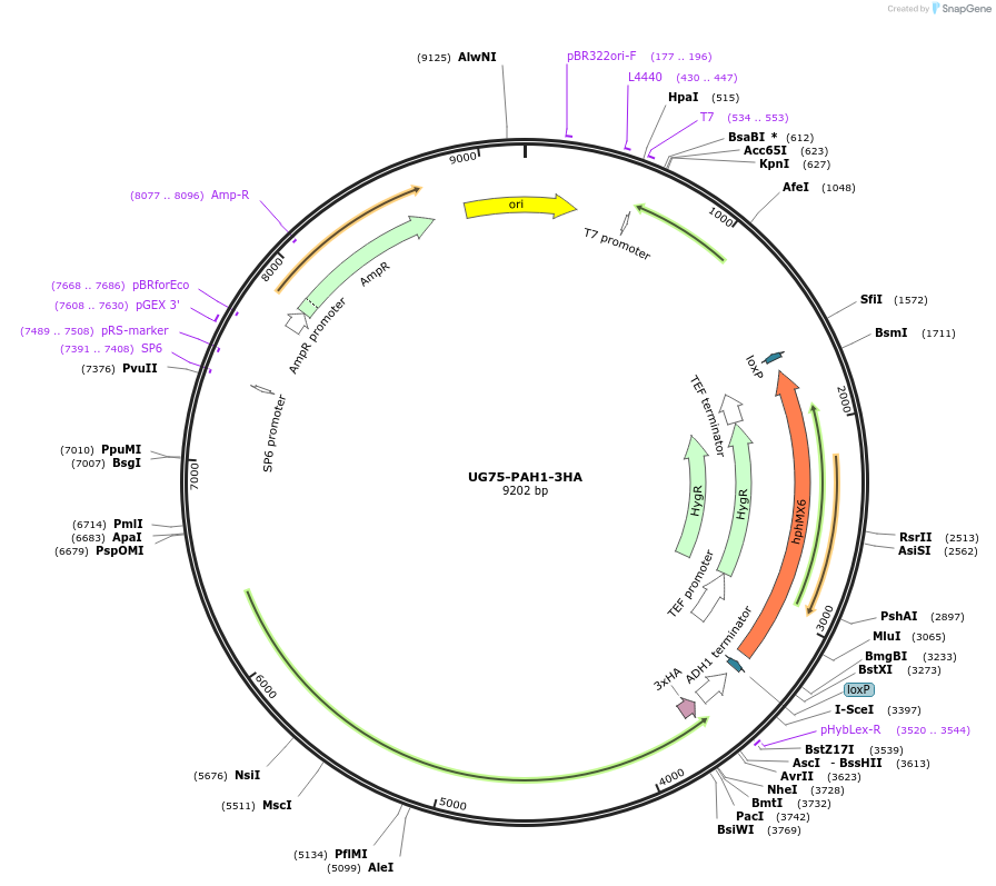 184761-plasmid-map-sequence-id-382502