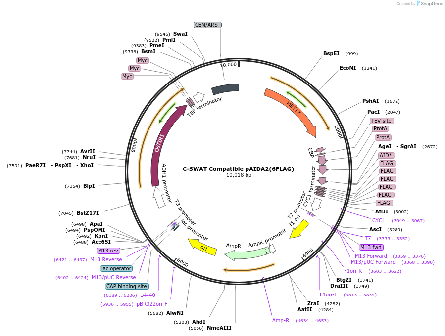 193321-plasmid-map-sequence-id-382512