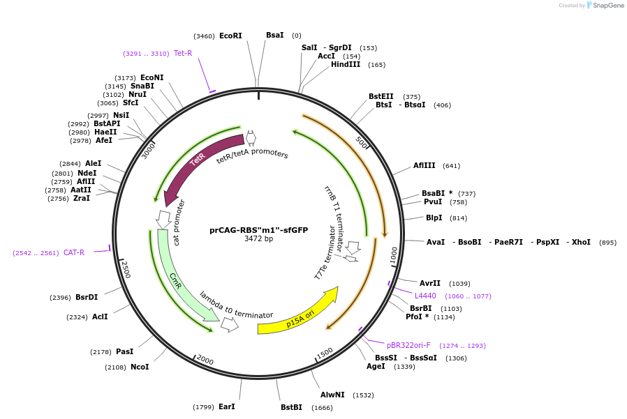 191400-plasmid-map-sequence-id-382526