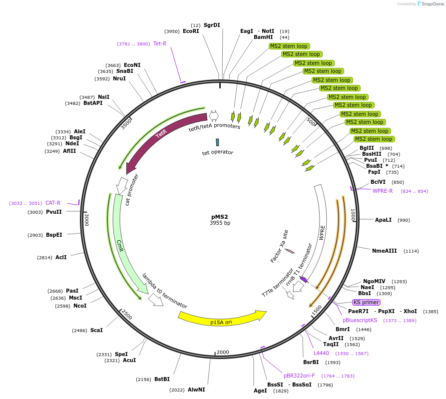 191123-plasmid-map-sequence-id-382576