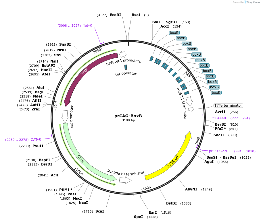 191122-plasmid-map-sequence-id-382578
