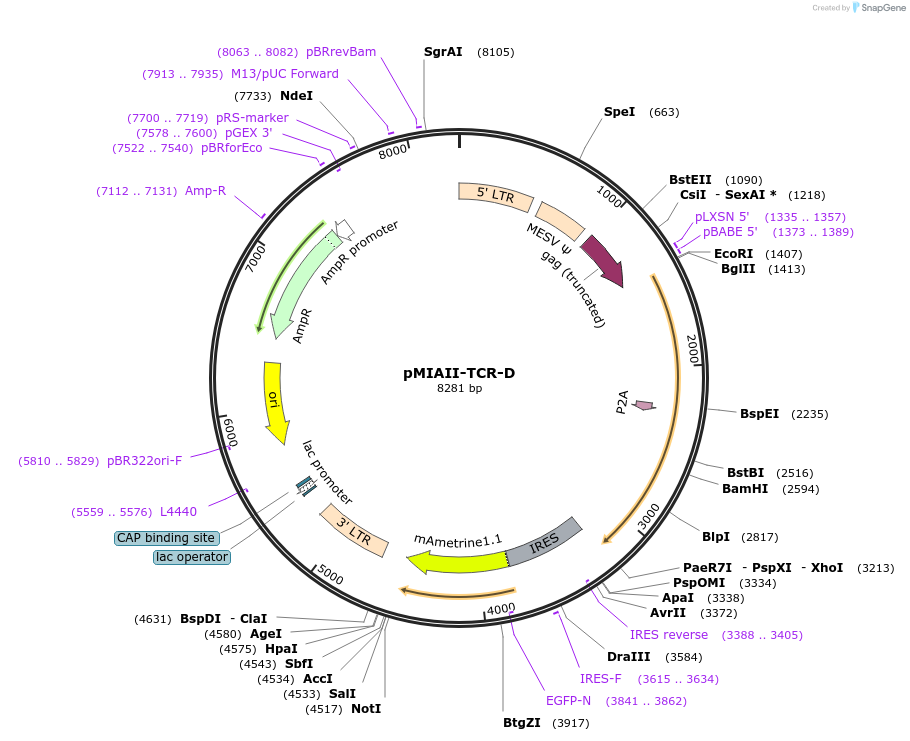 194397-plasmid-map-sequence-id-382624