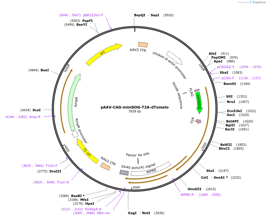 193796-plasmid-map-sequence-id-382625