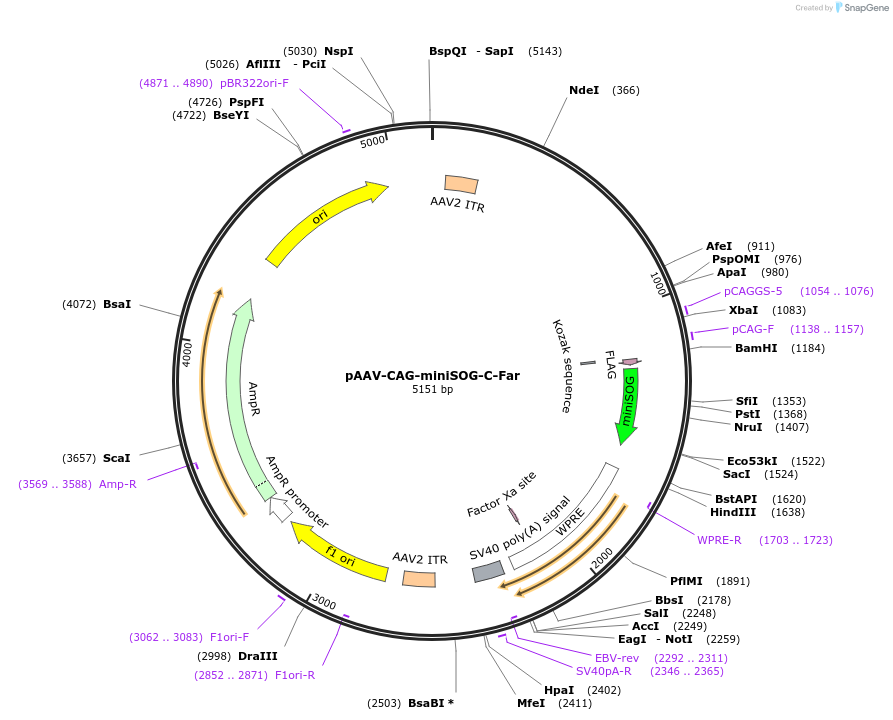 193914-plasmid-map-sequence-id-382632