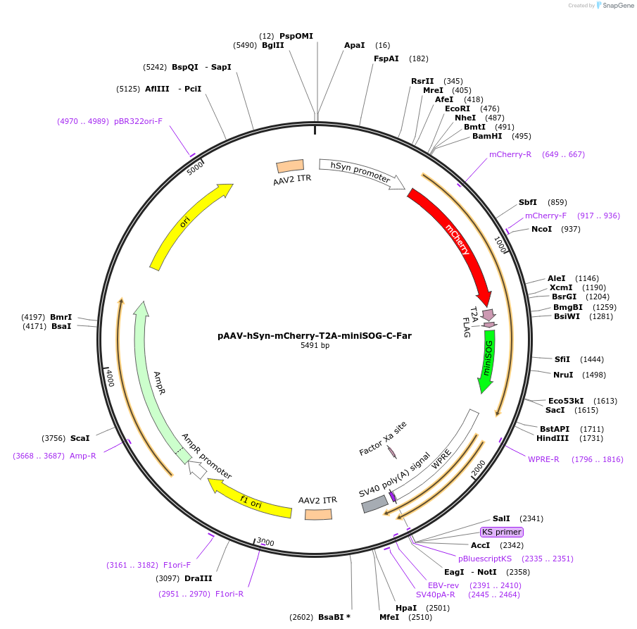 193915-plasmid-map-sequence-id-382633