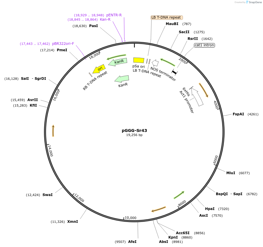 186974-plasmid-map-sequence-id-382711