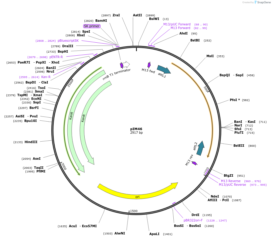 193540-plasmid-map-sequence-id-382751