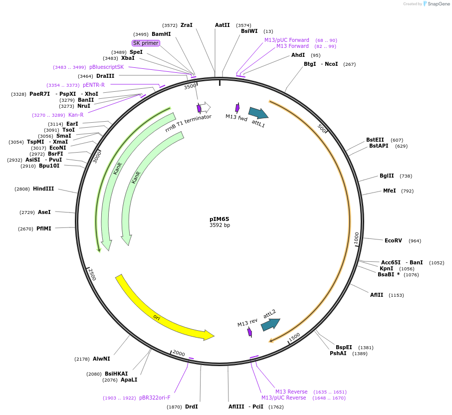 193547-plasmid-map-sequence-id-382752