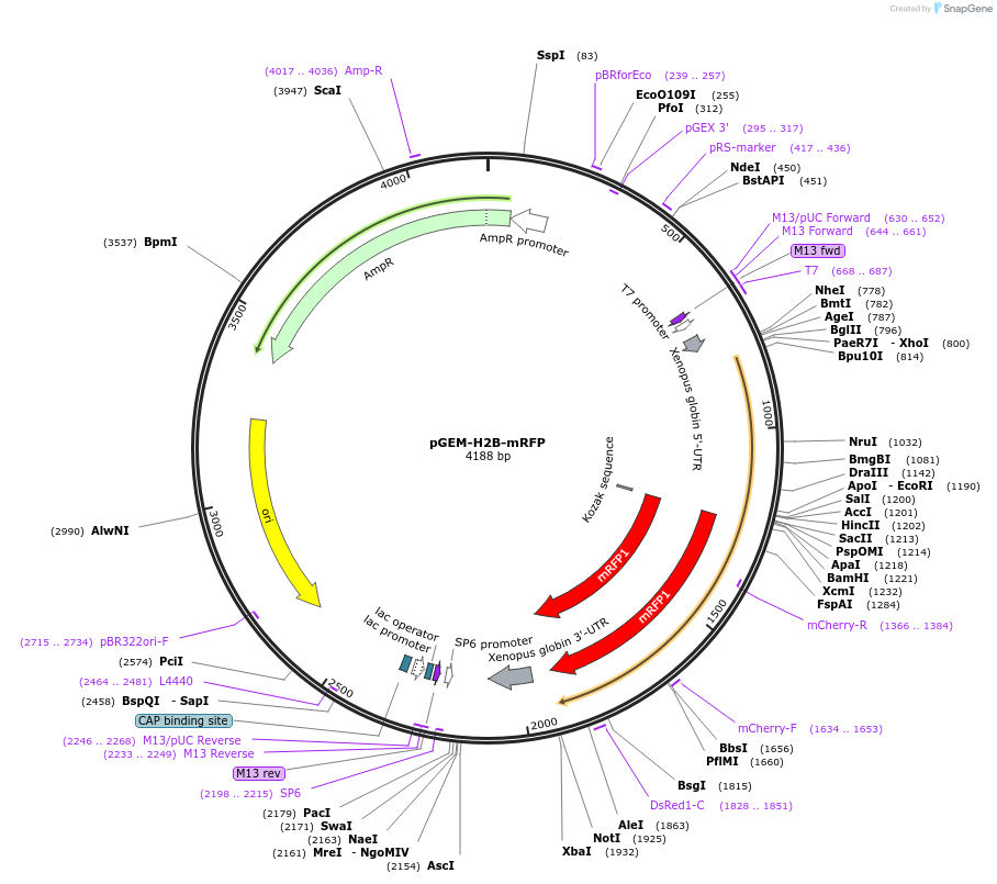 196180-plasmid-map-sequence-id-382809