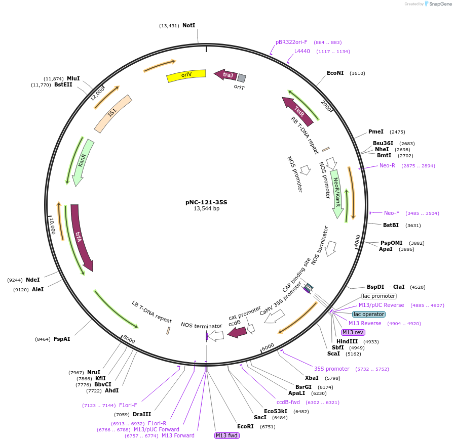 193397-plasmid-map-sequence-id-382814
