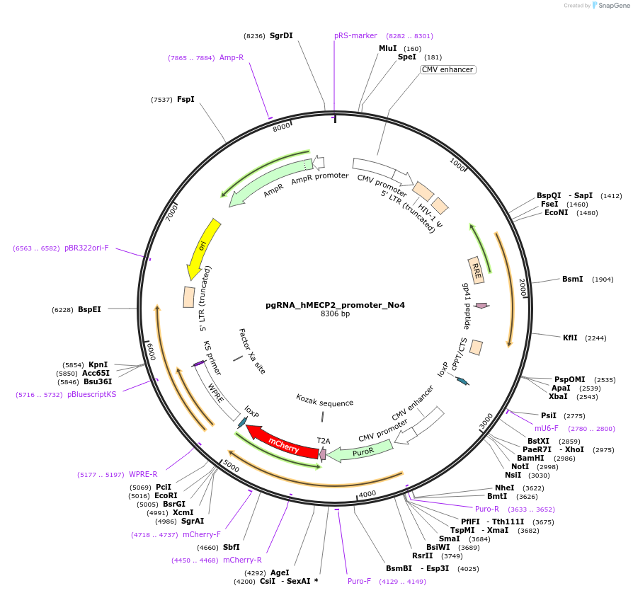 194899-plasmid-map-sequence-id-382828