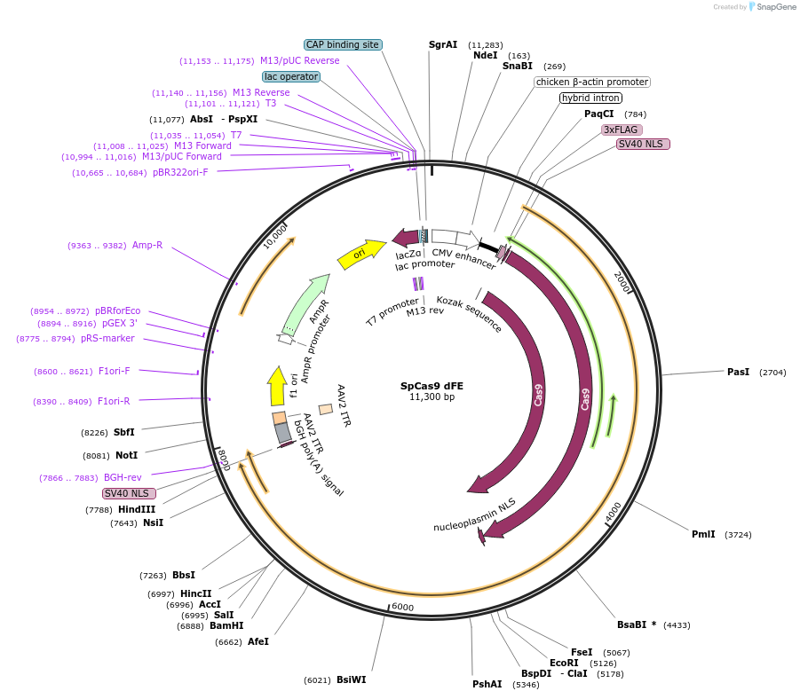190137-plasmid-map-sequence-id-382840