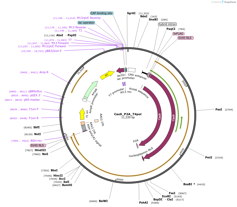 190146-plasmid-map-sequence-id-382841