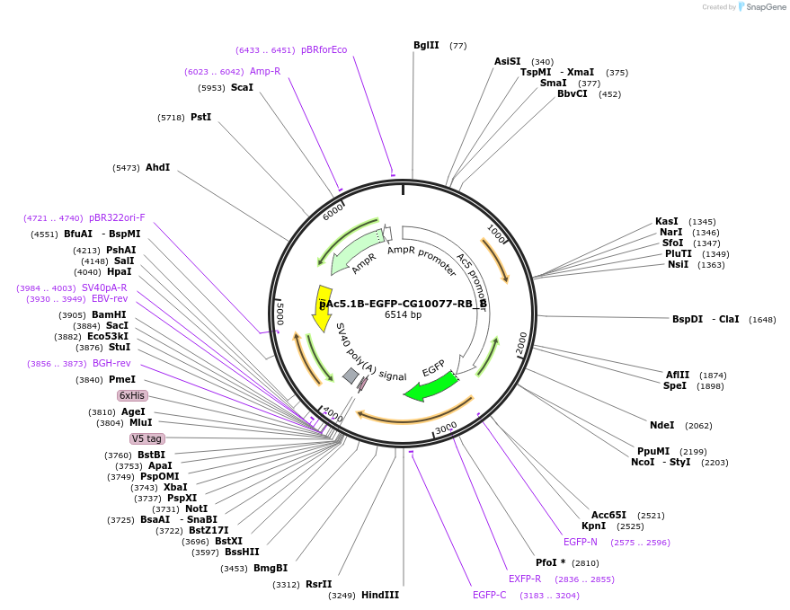 145911-plasmid-map-sequence-id-382842