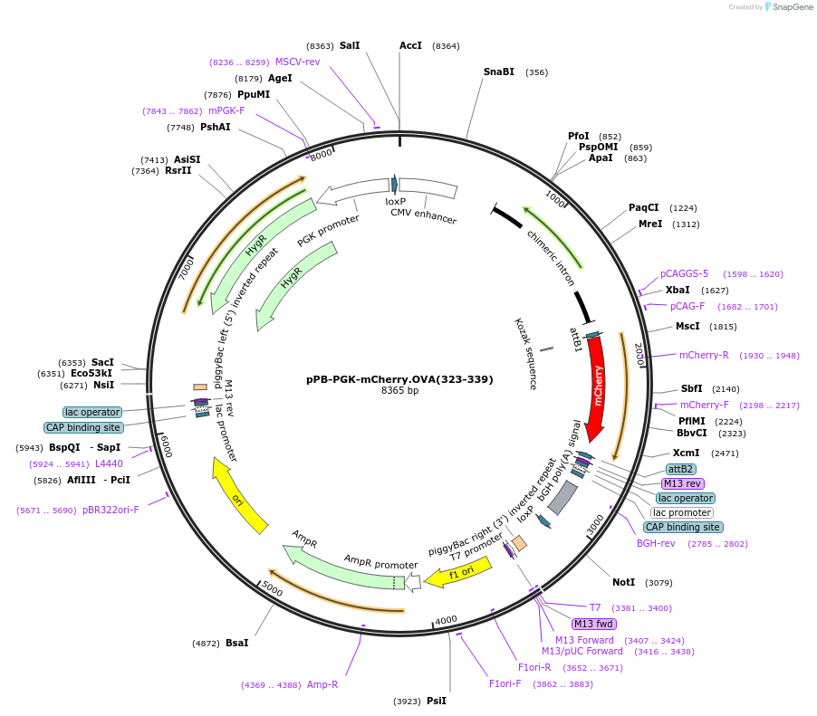 190005-plasmid-map-sequence-id-382848