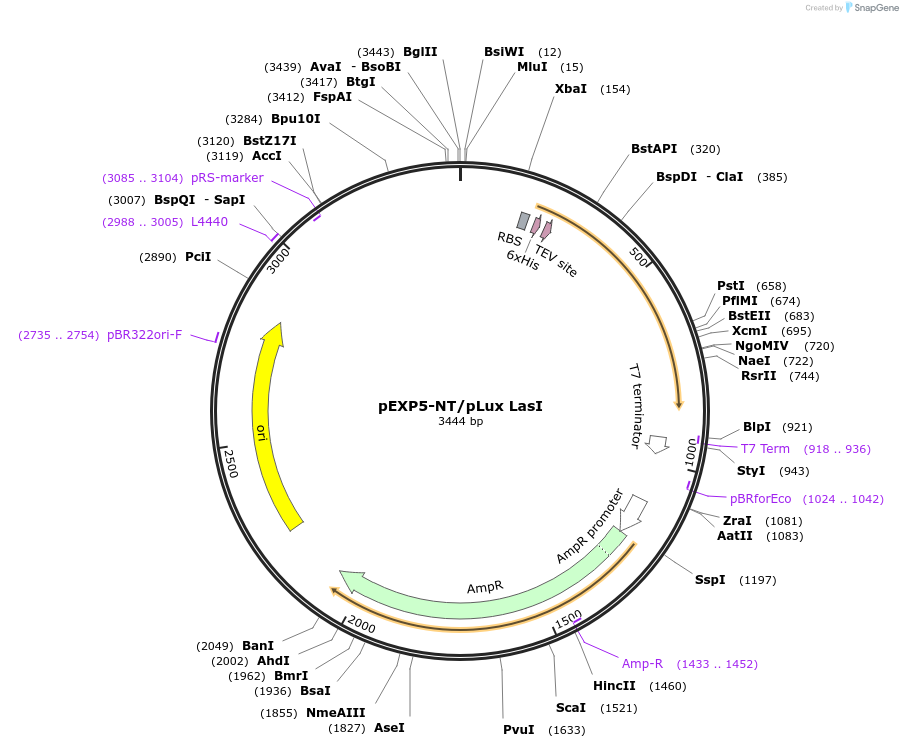 193628-plasmid-map-sequence-id-382853