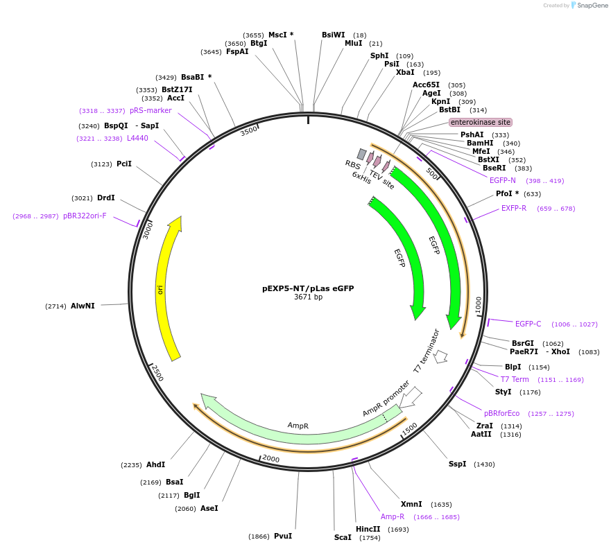 193630-plasmid-map-sequence-id-382855