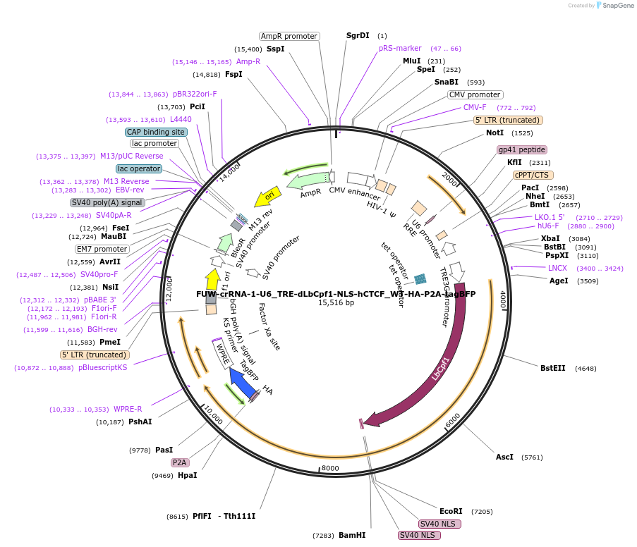 194889-plasmid-map-sequence-id-382866