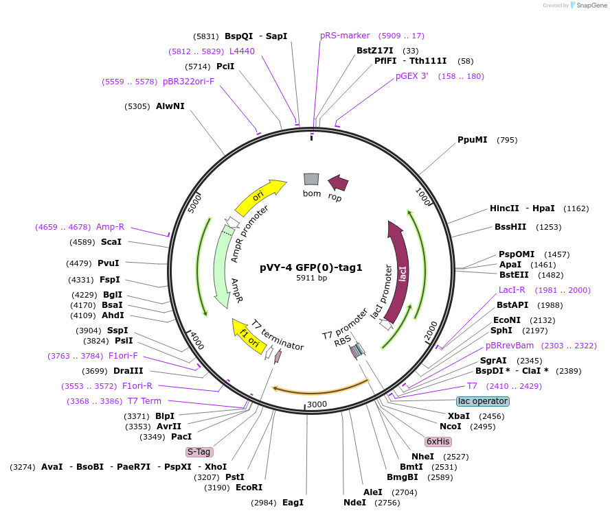 194619-plasmid-map-sequence-id-382882