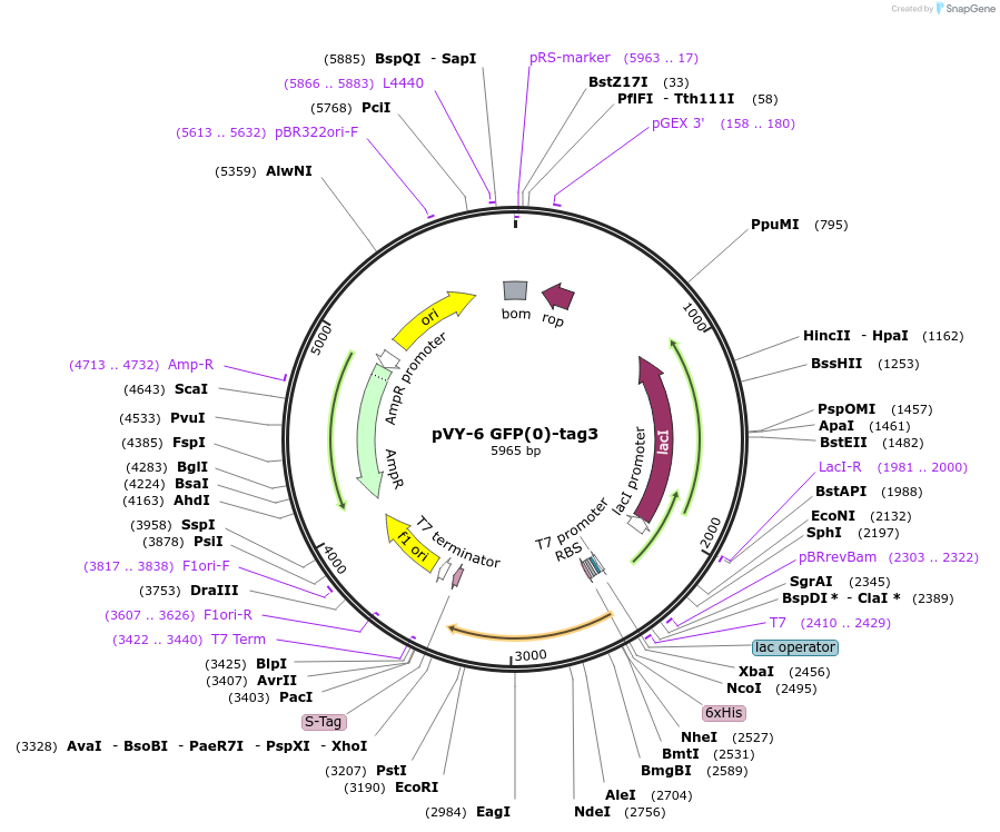 194621-plasmid-map-sequence-id-382885