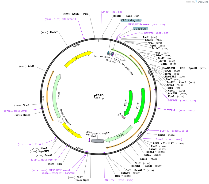 195286-plasmid-map-sequence-id-382886