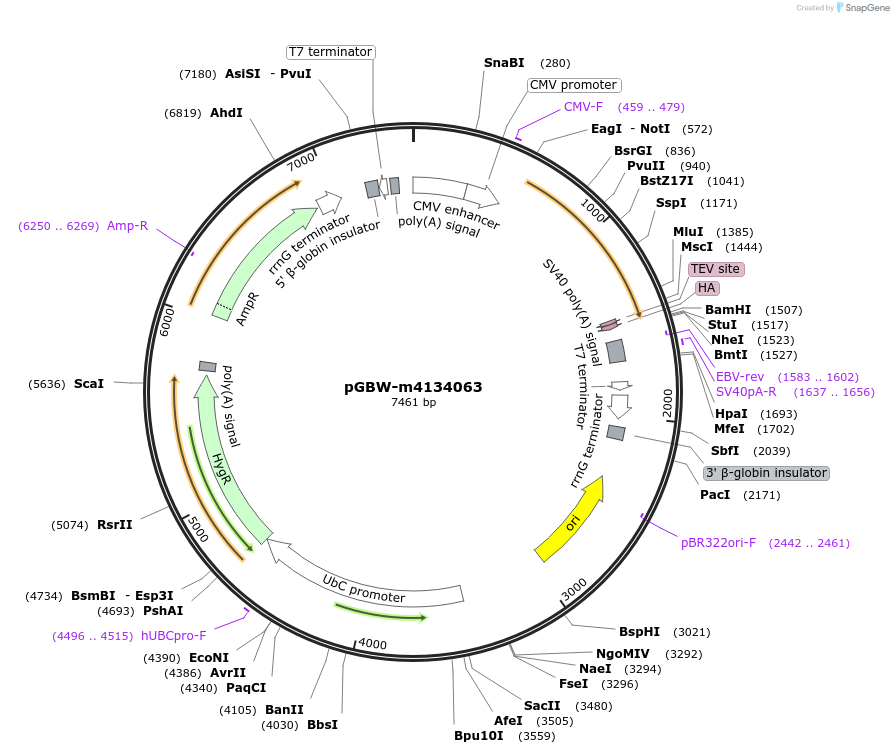 152631-plasmid-map-sequence-id-382890