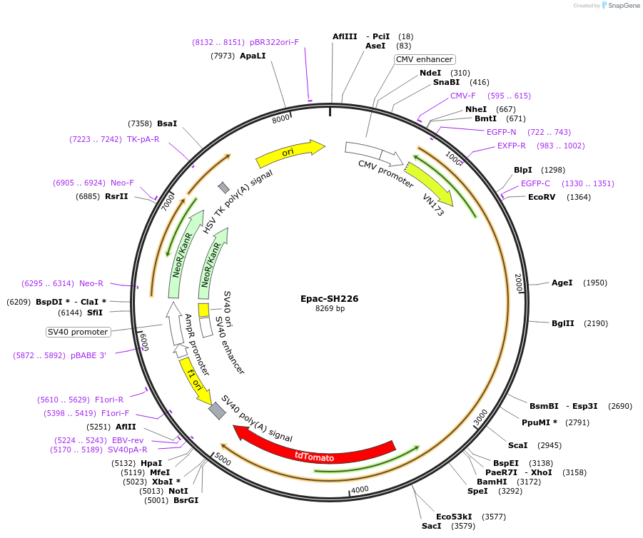 191448-plasmid-map-sequence-id-382898