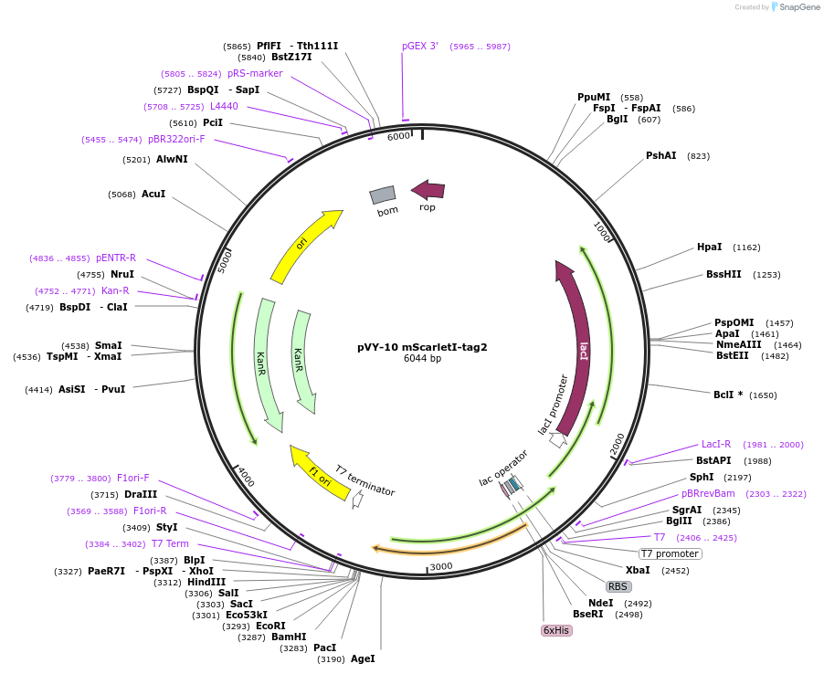 194625-plasmid-map-sequence-id-382957