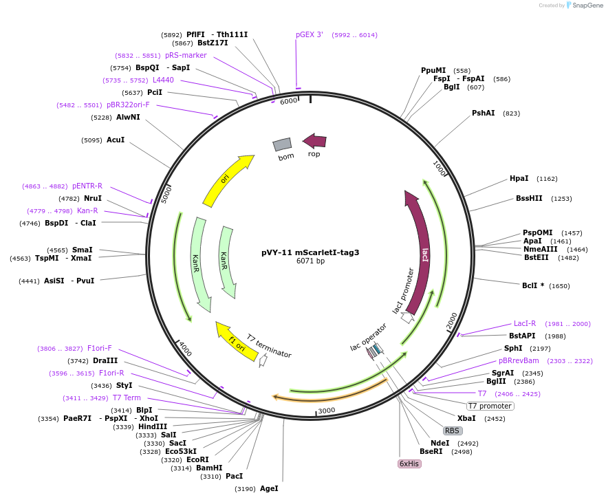 194626-plasmid-map-sequence-id-382958