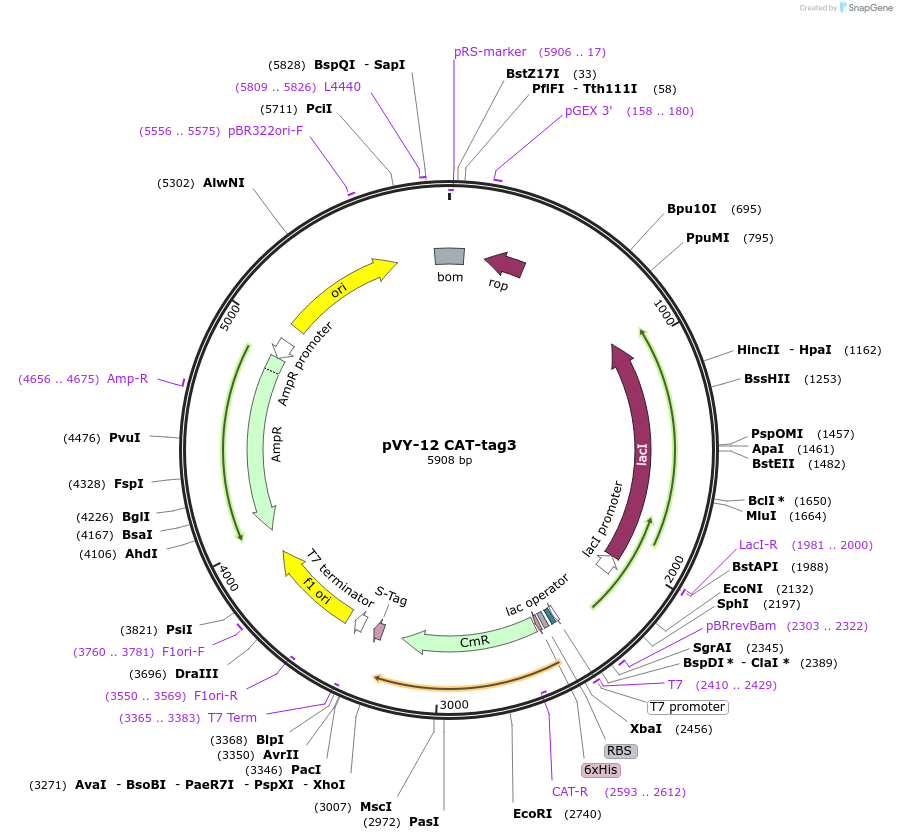 194627-plasmid-map-sequence-id-382959