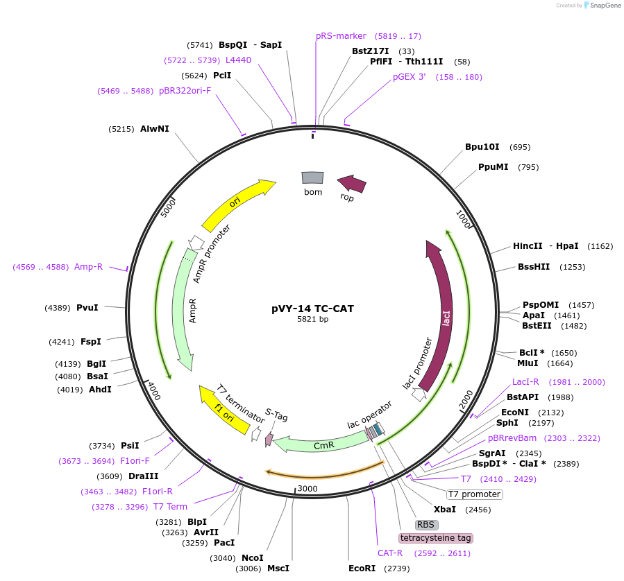 194628-plasmid-map-sequence-id-382960